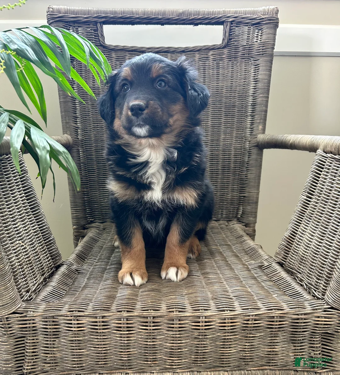 Australian Shepherd dogs for sale: Luna - Ad 2