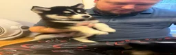 Siberian Husky dogs for sale: Storm - Ad 2