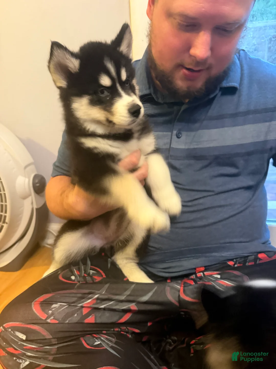 Siberian Husky dogs for sale: Storm - Ad 2
