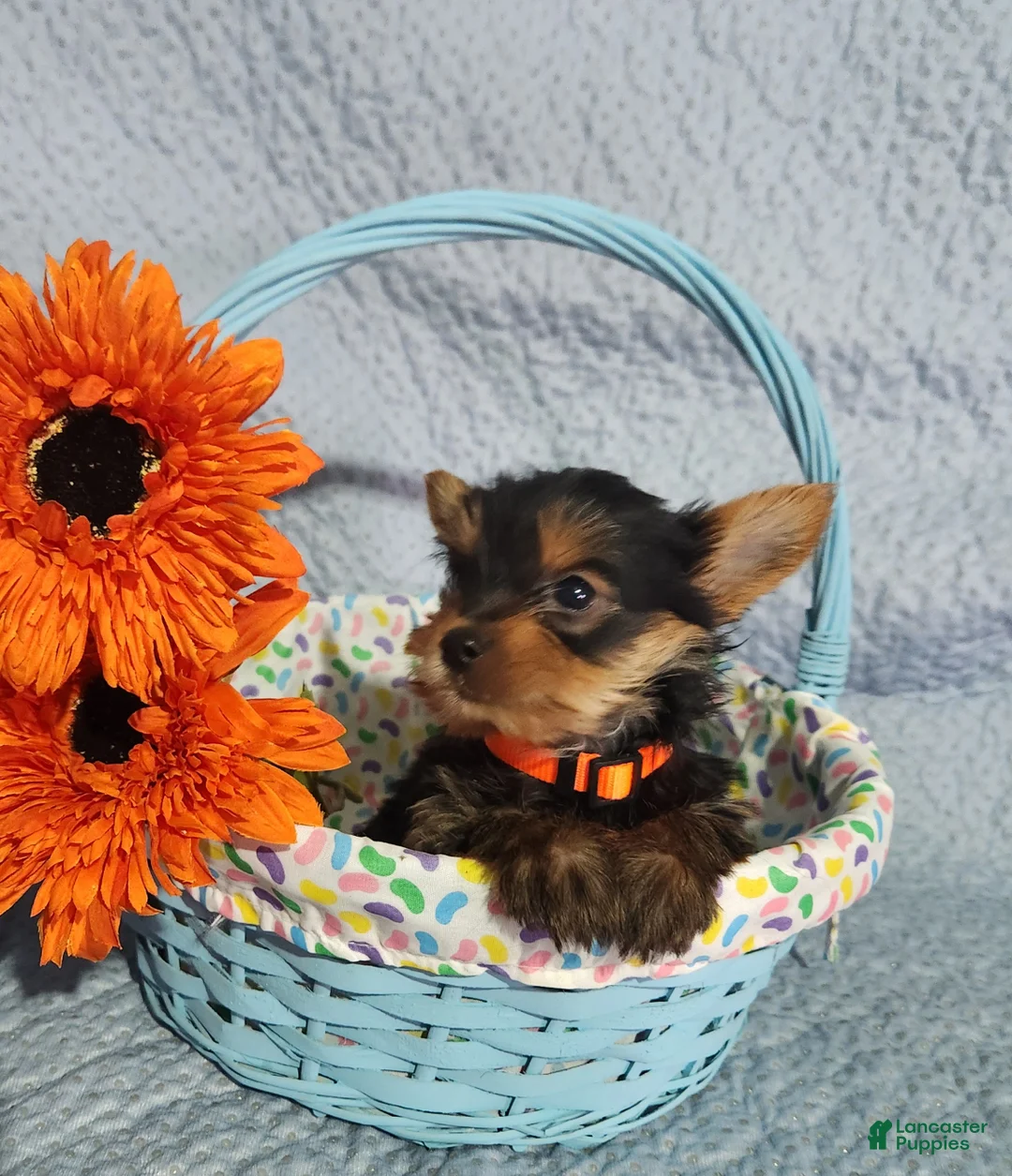 Yorkshire Terrier dogs for sale: Sally - Ad 4