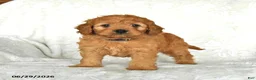 Cockapoo dogs for sale: Cutie - Ad 2