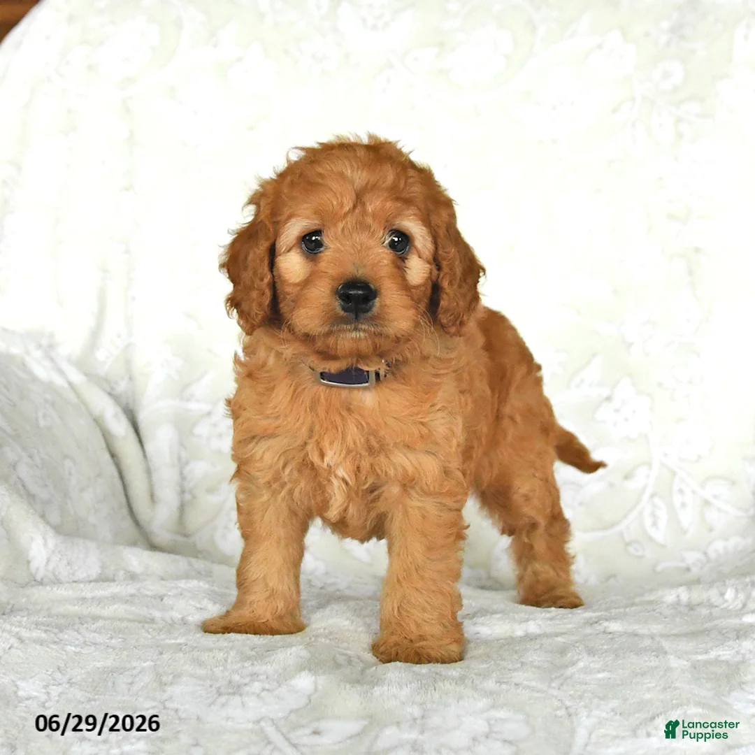 Cockapoo dogs for sale: Cutie - Ad 2