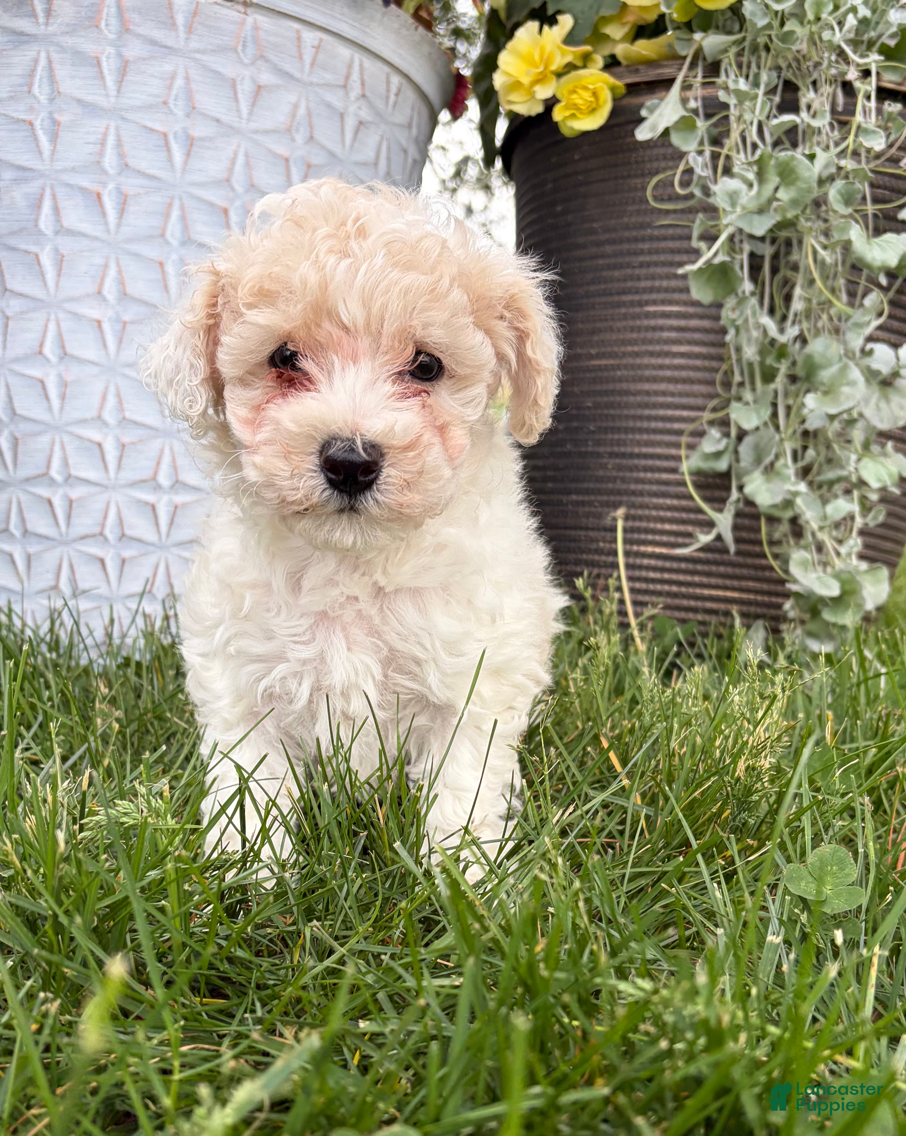 Bichpoo dogs Frank - Ad 2