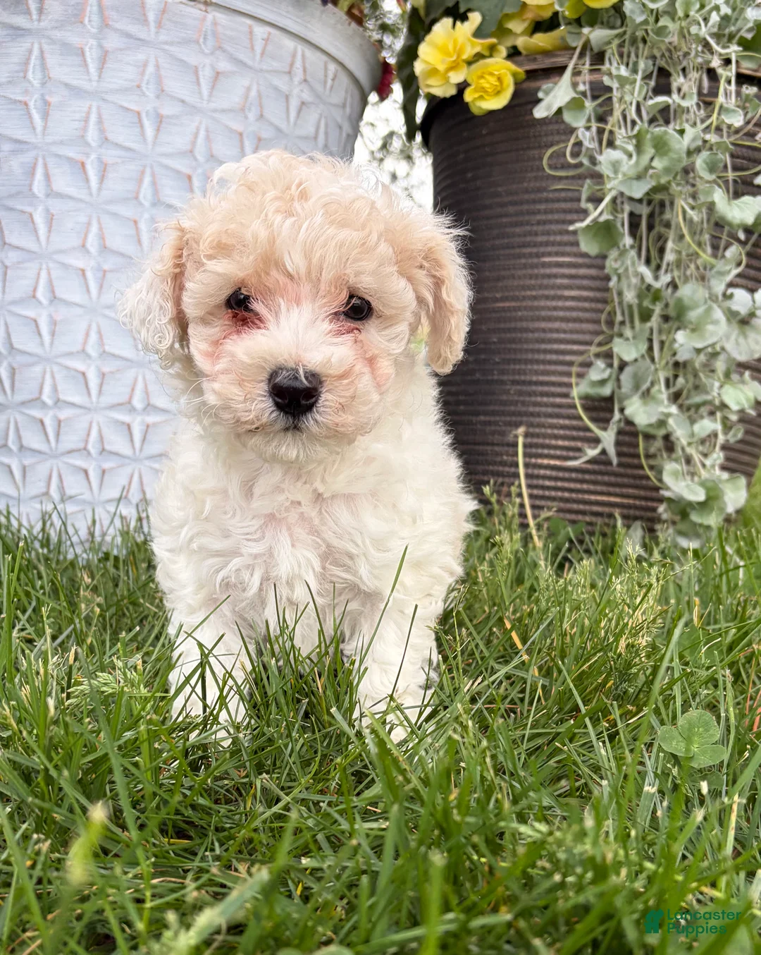 Bichpoo dogs for sale: Frank - Ad 2