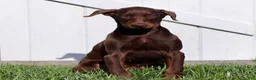 Doberman Pinscher dogs for sale: Christy - Ad 4