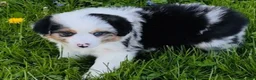 Miniature Australian Shepherd dogs for sale: Hadassah - Ad 7