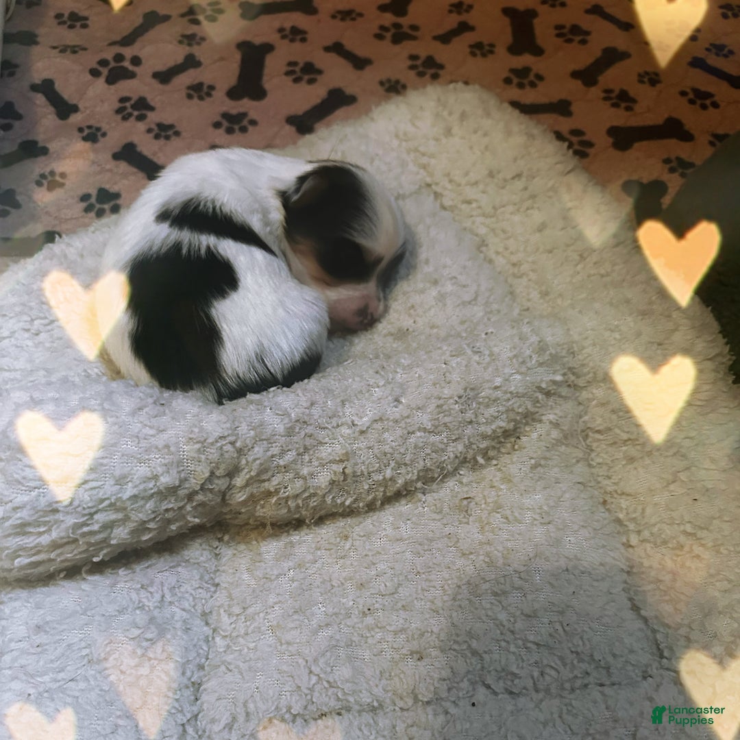 Yorkshire Terrier dogs for sale: AKC Petal - Ad 2