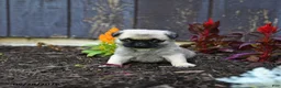 Pug dogs for sale: Alice - Ad 5