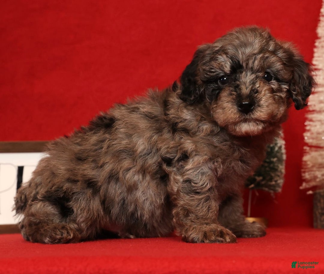 Miniature Poodle dogs for sale: Porter - Ad 2
