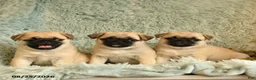 Pug dogs for sale: Boots - Ad 5