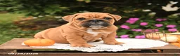 English Bulldog dogs for sale: Finn - Ad 2