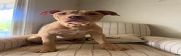 American Bully dogs for sale: Nala - Ad 3