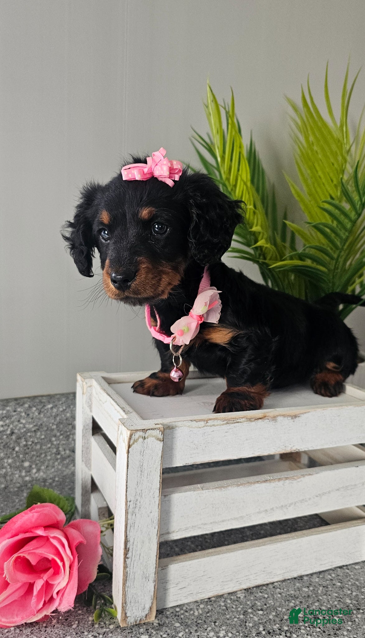 Miniature Dachshund dogs Lil Lady - Ad 1