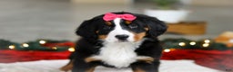 Bernese Mountain Dog dogs for sale: Katy - Ad 7