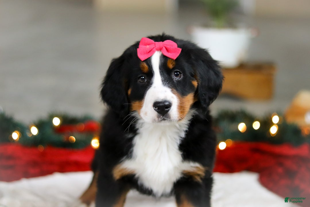 Bernese Mountain Dog dogs for sale: Katy - Ad 7