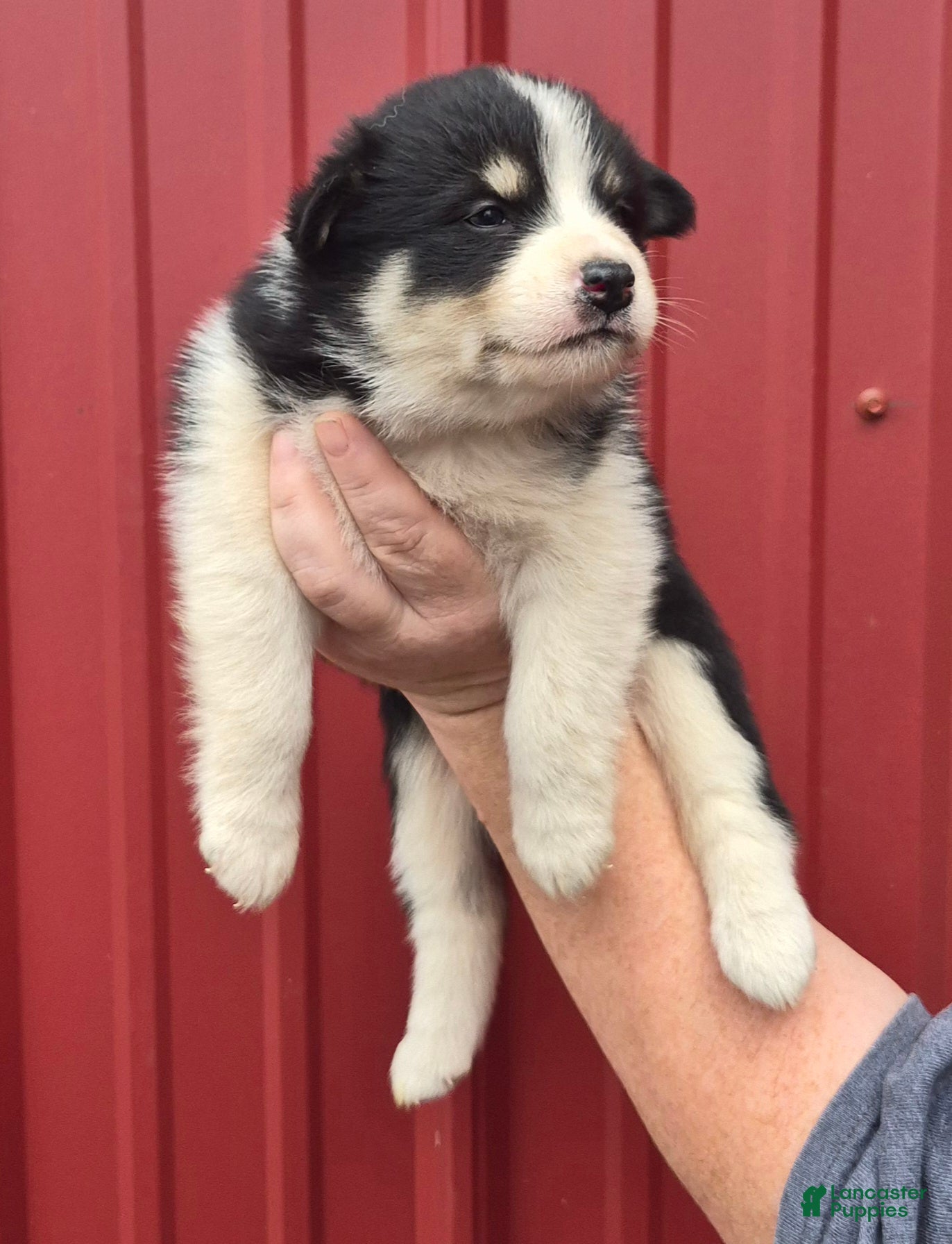 Mixed Breed dogs Mixed Breed 5 - Ad 38