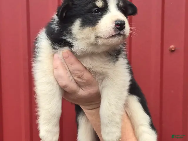 Mixed Breed dogs for sale: Mixed Breed 5 - Ad 13