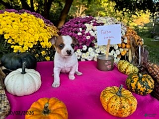 Chihuahua dogs Turbo - Ad 1