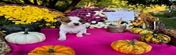 Chihuahua dogs for sale: Turbo - Ad 1