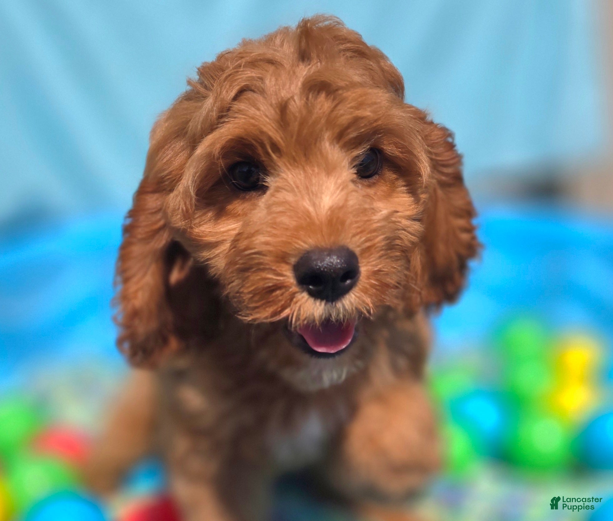 Cockapoo dogs Cashmere - Ad 12