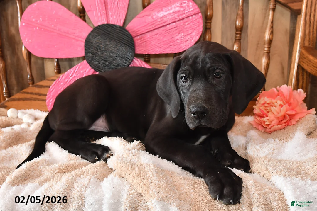 Great Dane dogs for sale: Balto - Ad 2