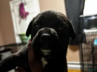 Mixed Breed dogs Mixed Breed 4 - Ad 34