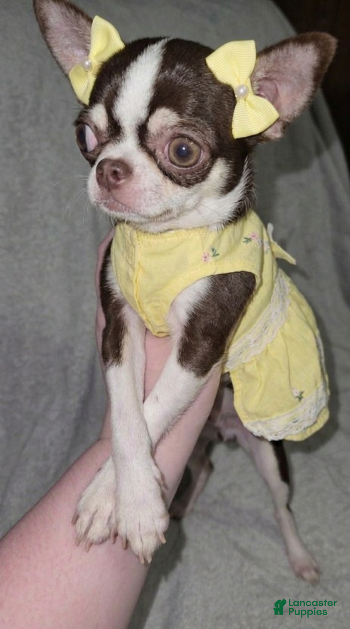 Chihuahua dogs for sale: Raina  - Ad 1