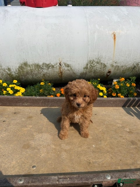Cavapoo dogs Tina - Ad 1