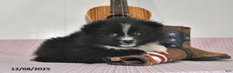 Pomeranian dogs for sale: Bobby - Ad 2
