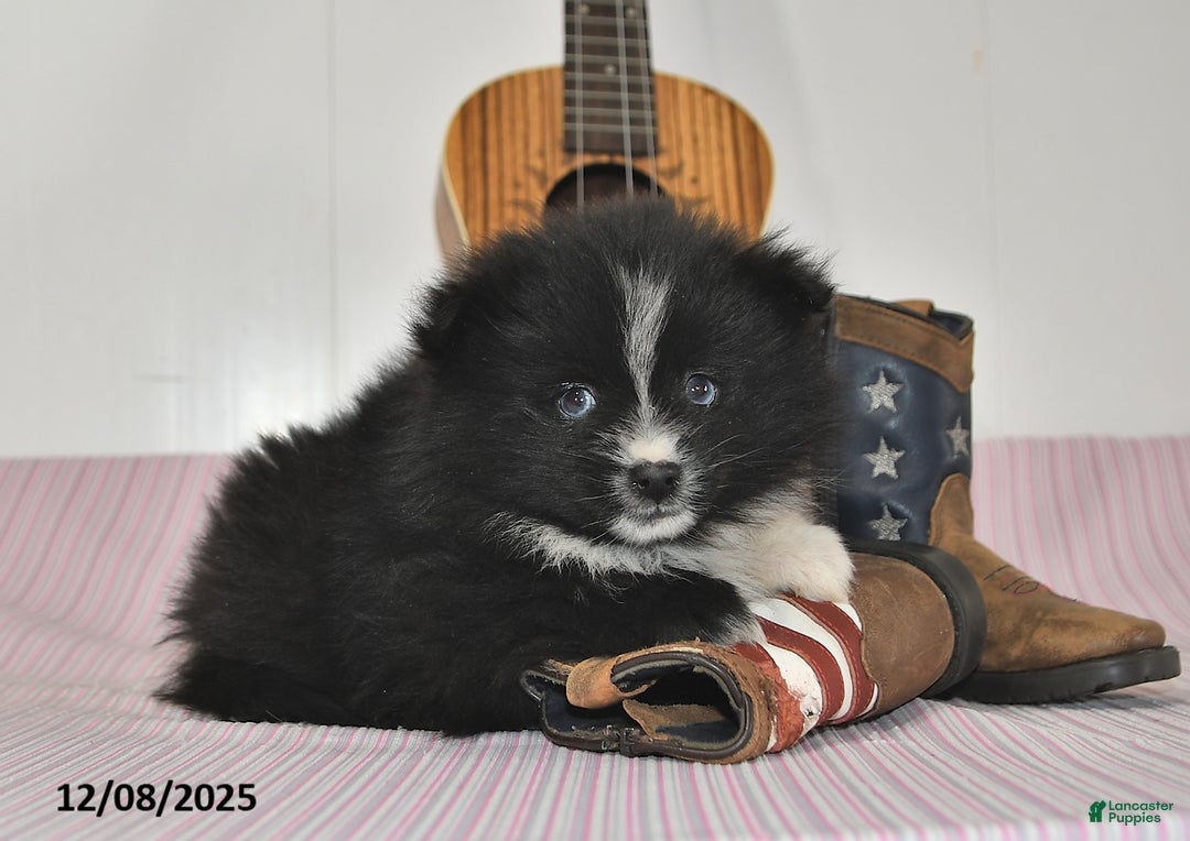 Pomeranian dogs for sale: Bobby - Ad 2