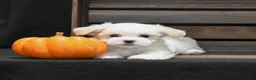 Maltese dogs for sale: Sienna - Ad 7