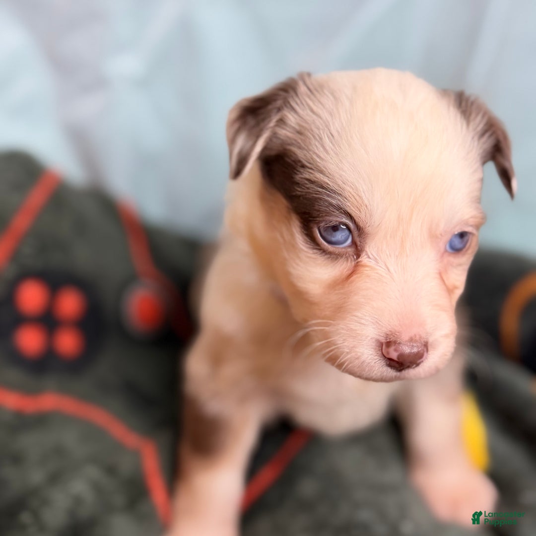 Mixed Breed dogs for sale: Moon - Ad 2