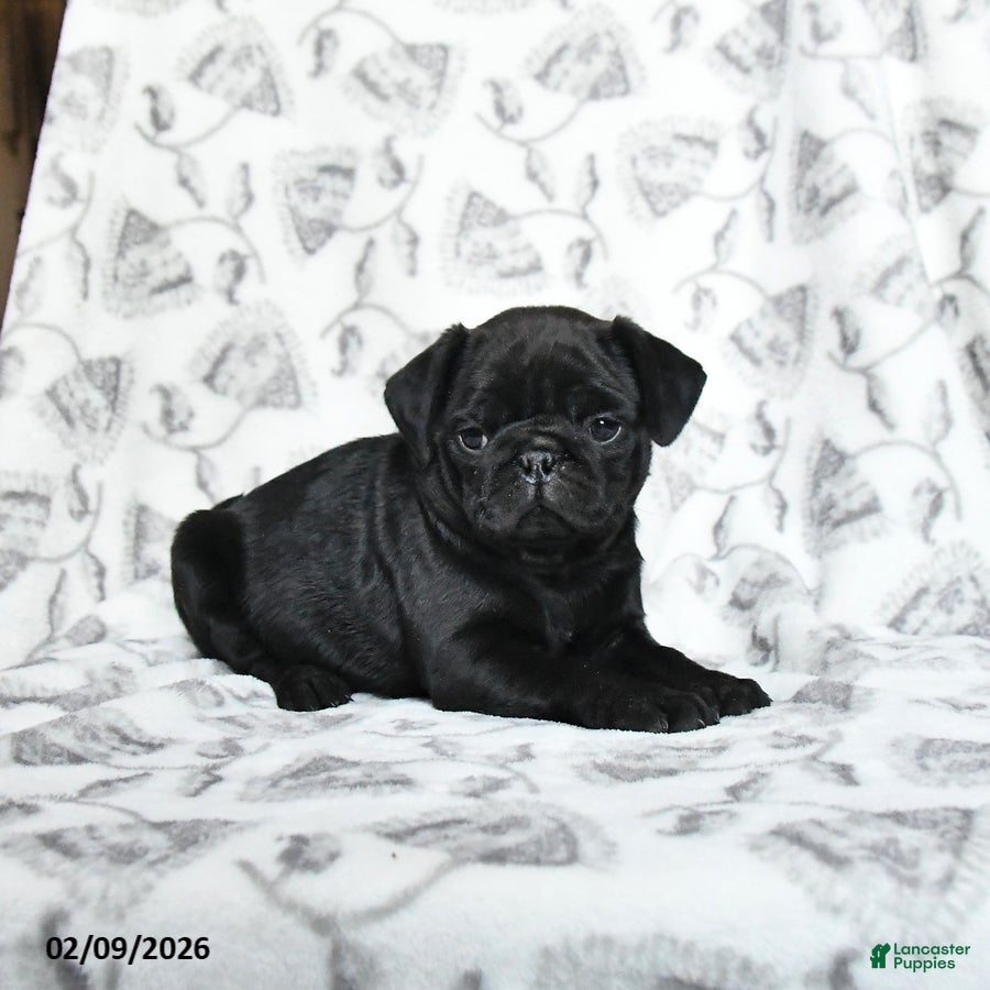 Pug dogs Raisin - Ad 6