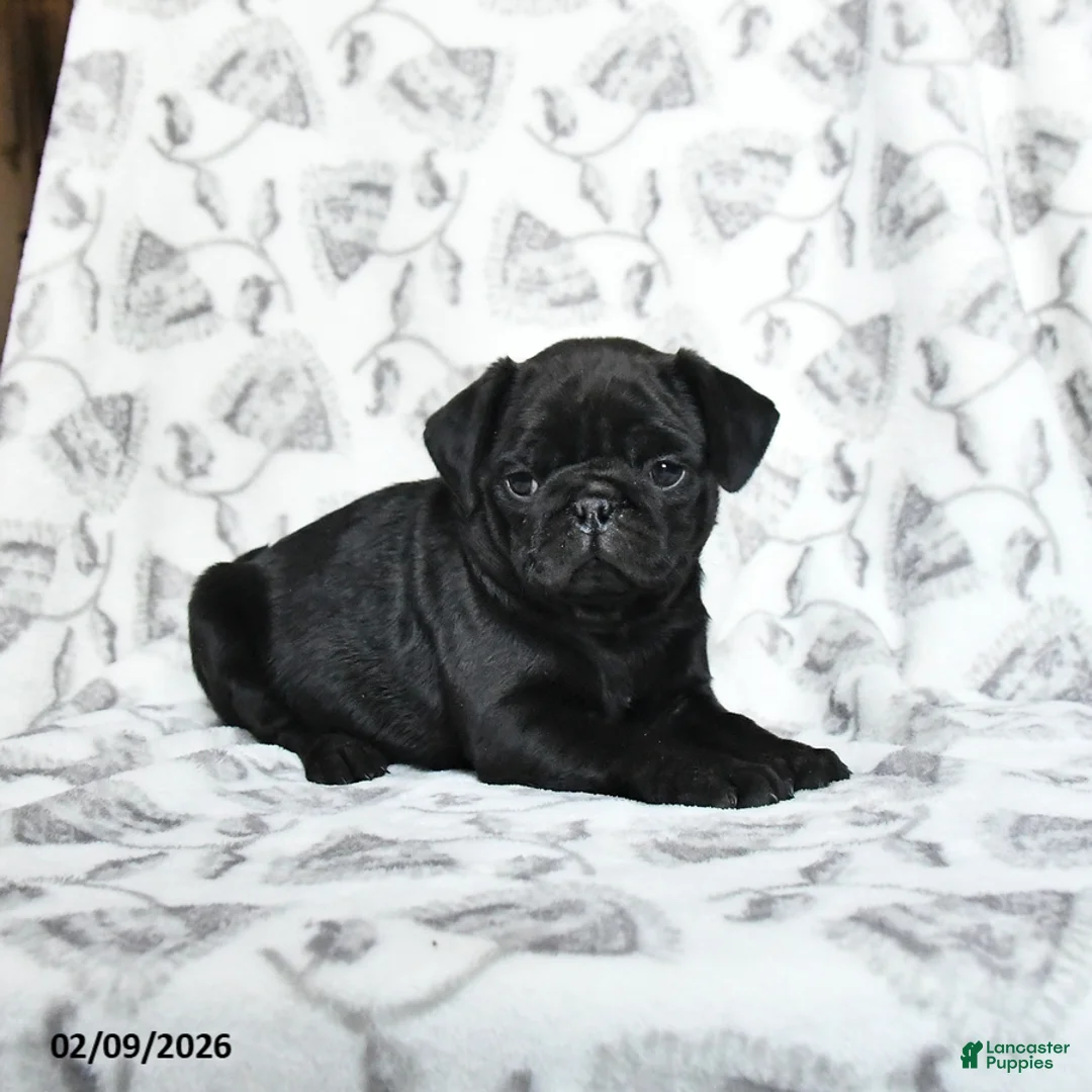 Pug dogs for sale: Raisin - Ad 1