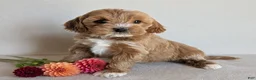 Cockapoo dogs for sale: Beauty - Ad 1