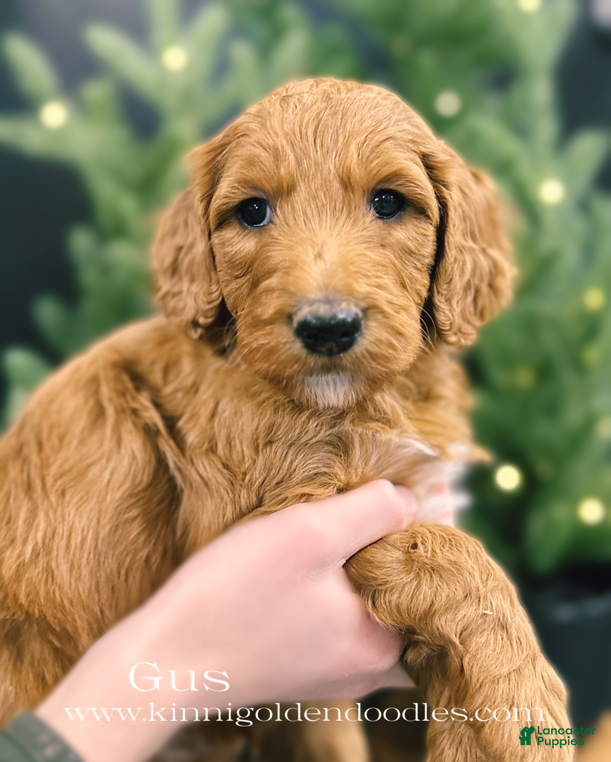 Goldendoodle dogs Goldendoodle Puppy 1 - Ad 3