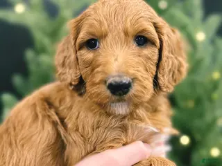 Goldendoodle dogs Goldendoodle Puppy 1 - Ad 36