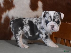 English Bulldog dogs TRISH - Ad 15