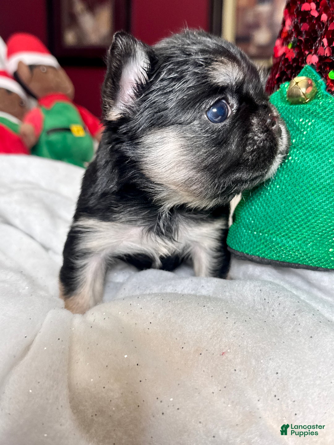 French Bulldog dogs for sale: French Bulldog Puppy 1 - Ad 1
