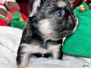 French Bulldog dogs French Bulldog Puppy 1 - Ad 12