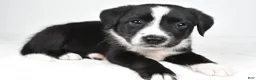Mixed Breed dogs for sale: Misty - Ad 5