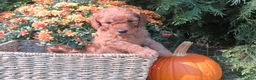 Mini Goldendoodle dogs for sale: Mocha - Ad 5