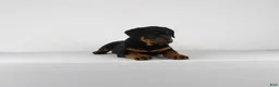 Rottweiler dogs for sale: Rottweiler Puppy 6 - Ad 8