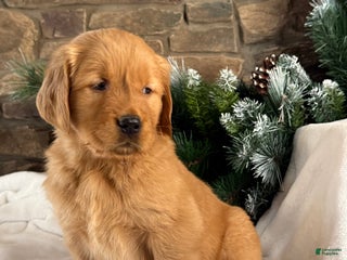 Golden Retriever dogs Pippa - Ad 16