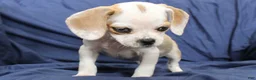 Puggle dogs for sale: Dutchess - Ad 4