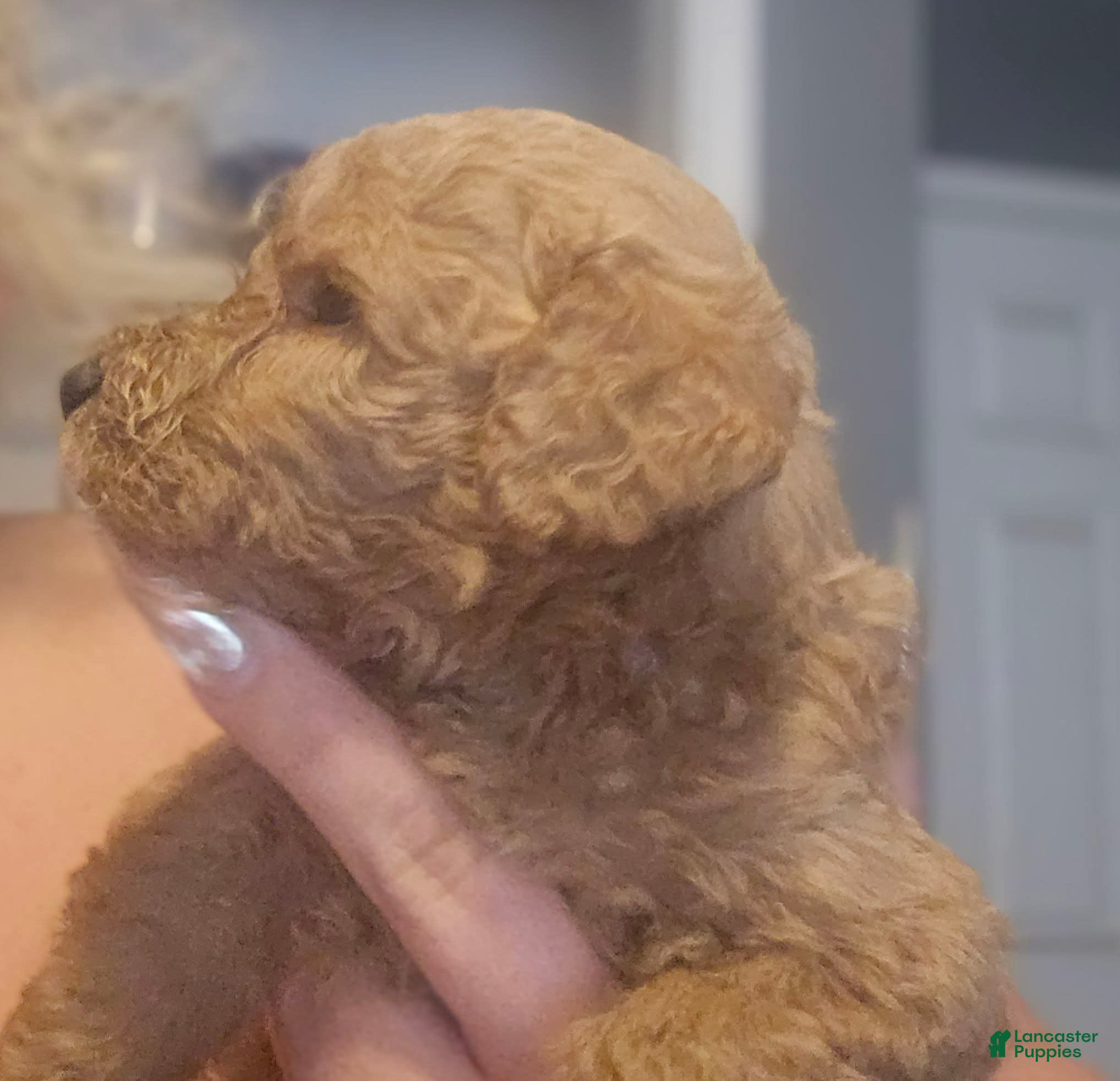 Goldendoodle dogs Goldendoodle 1 - Ad 40