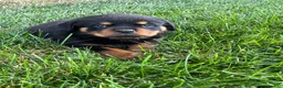 Rottweiler dogs for sale: Ace - Ad 4