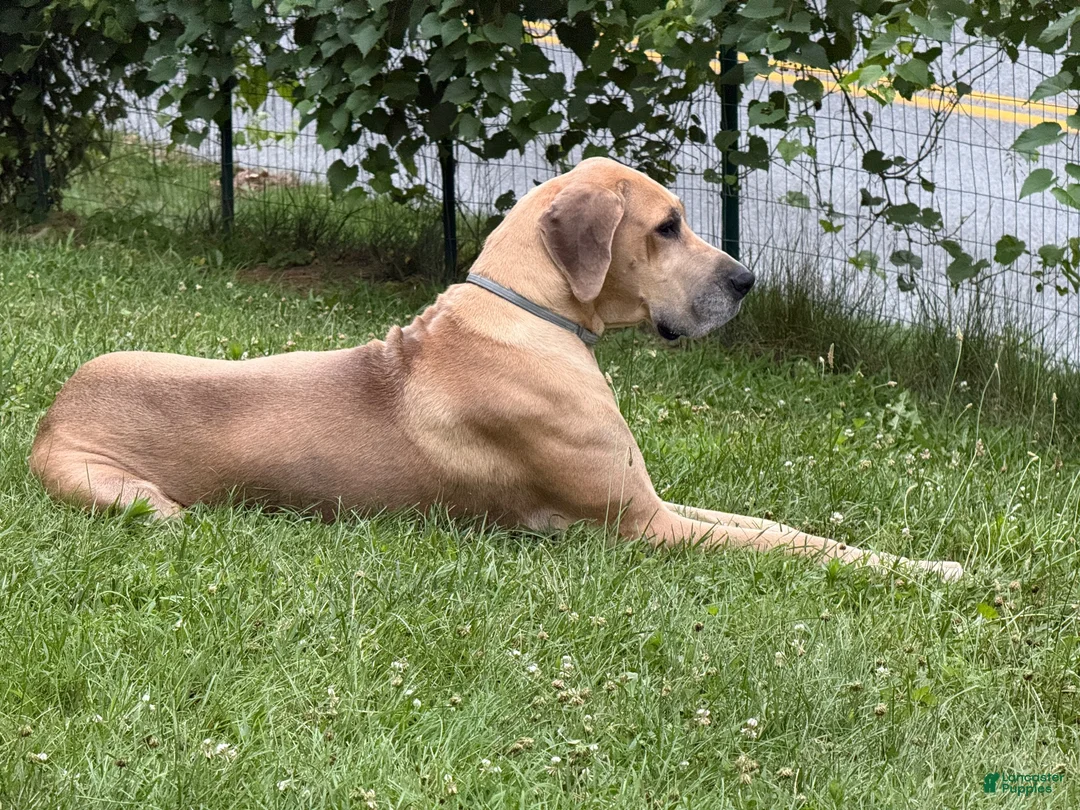 Great Dane dogs for sale: Great Dane 1 - Ad 8