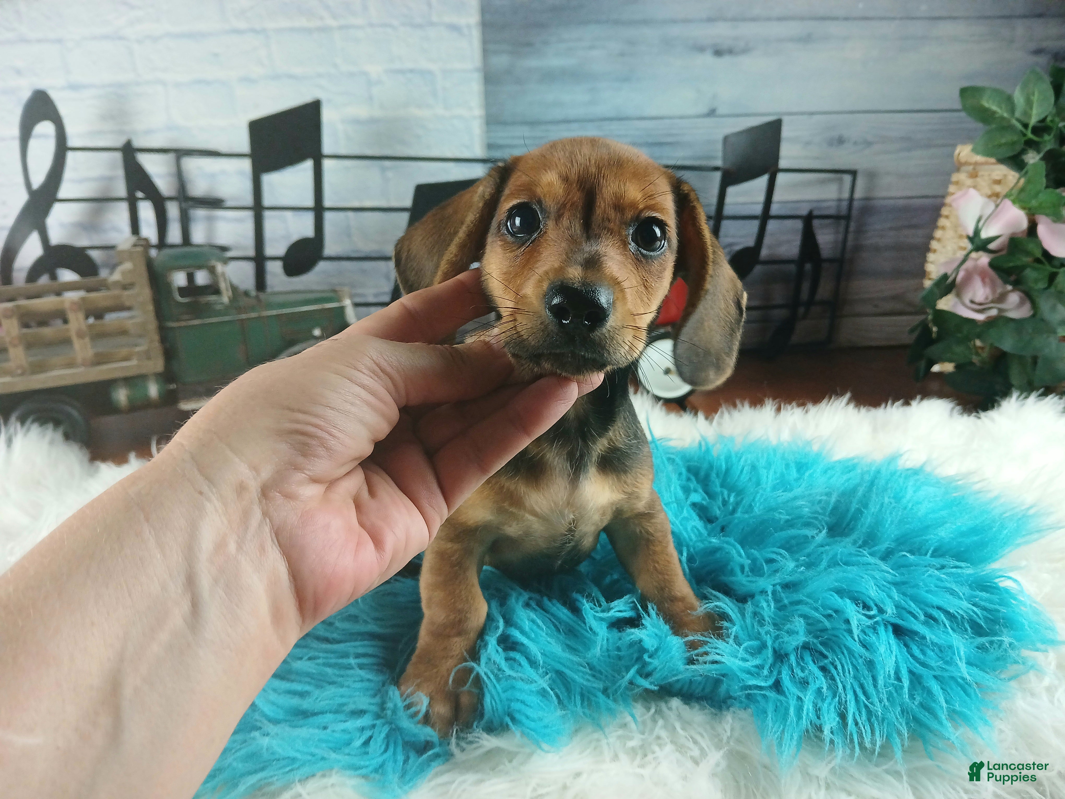 Dachshund dogs Gloria's wild boar boy. Hand delivery  - Ad 3