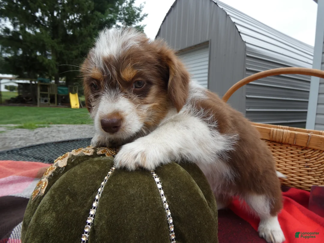 Mini Aussiedoodle dogs for sale: Mini Aussiedoodle 1 - Ad 2